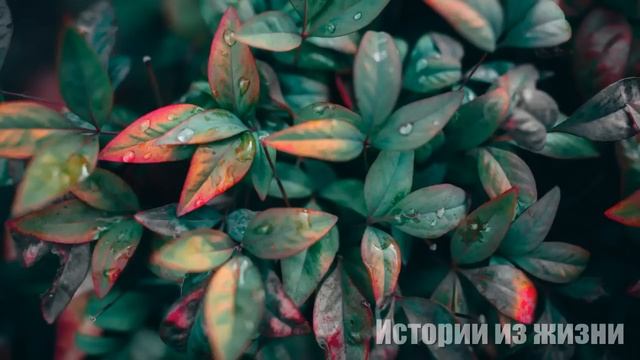 Они меня толкнули в грязь и прыгали по моей спине, пока я лежала в луже... смотреть онлайн