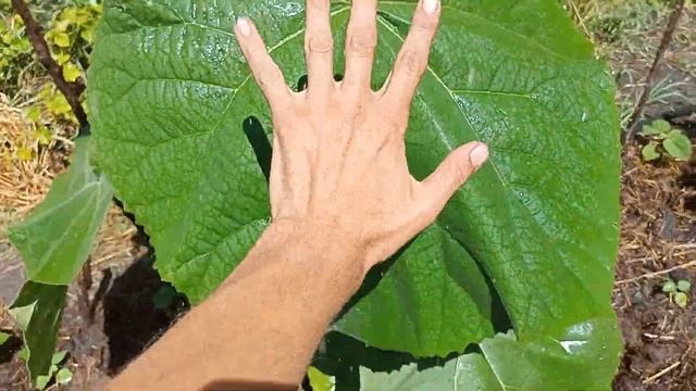 Питомник Павлонии на Даче:-) смотреть онлайн