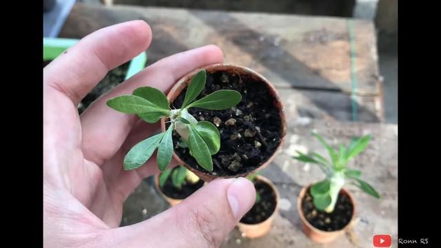PACHYPODIUM SAUNDERSII Growing Update | Aug19