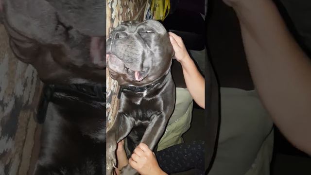 Как спит кане корсо смотреть онлайн