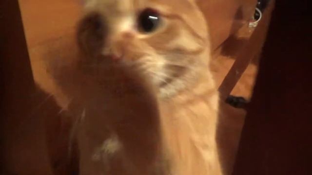 Рыжий кот Барсик смотреть онлайн