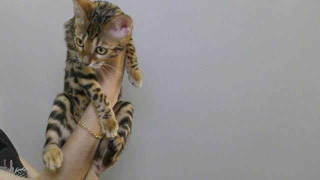 Прием в проф. клубах кошек PCA 05.05.2018г смотреть онлайн