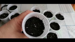 Сухоцвет Статица. Удачные всходы, проращивание  семян, посев на рассаду в феврале.