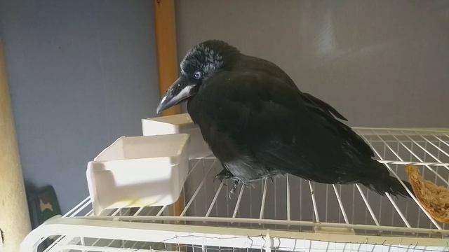 Нашли слётка ворона. Почему нельзя подбирать слётков. Воронёнок. смотреть онлайн