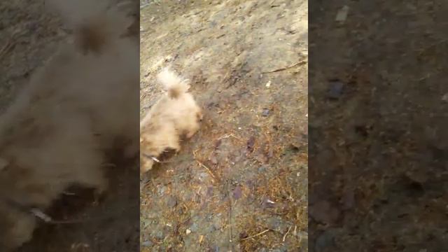 БЛОГ#1. Гуляю с собакой Боней смотреть онлайн