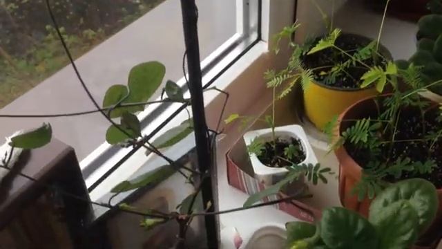 Ипомея Зимой В горшке смотреть онлайн