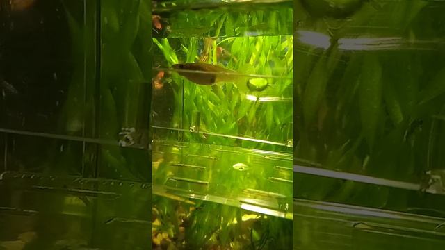 наконец то!) я смогла проследить и принять роды у гуппи))) уже чувствую себя разводчиком)))))))) смотреть онлайн