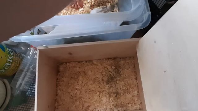 Замена опилок в гнезде волнистых попугаев. смотреть онлайн