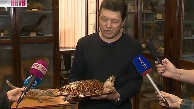 Крокодил и черепаха в Зоологическом музее ННГУ им.Н.И.Лобачевского смотреть онлайн