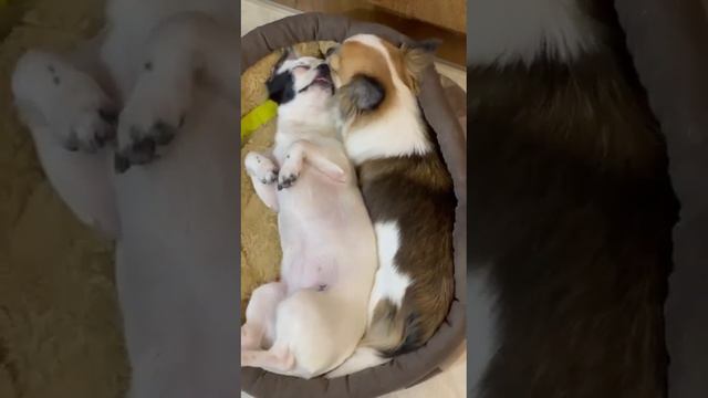 привет от Камелии и ее подруги из Москвы,Всем ❤️ любви , выпускник питомника чихуахуа Кастропуло смотреть онлайн