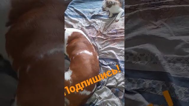 КОШМАР! НЕ МОГУ ОТУЧИТЬ СОБАКУ ЛАЗИТЬ ПО КРОВАТЯМ! смотреть онлайн