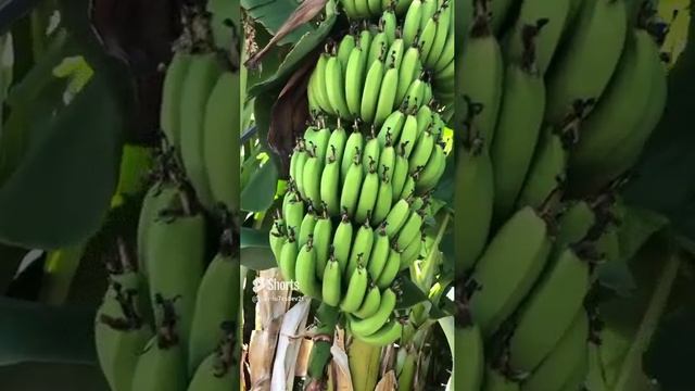 Кипр, бананы на дереве, банановое дерево