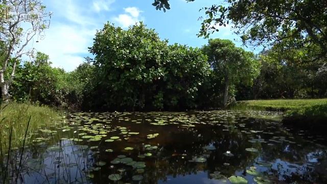 Бентота, Шри-Ланка. Наш номер в бутик-отеле. Поместье Лунуганга. Архитектура Джеффри Бавы смотреть онлайн
