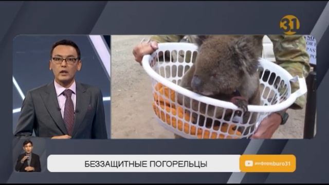 В Австралии близ горящих лесов разбили временные госпитали для животных смотреть онлайн