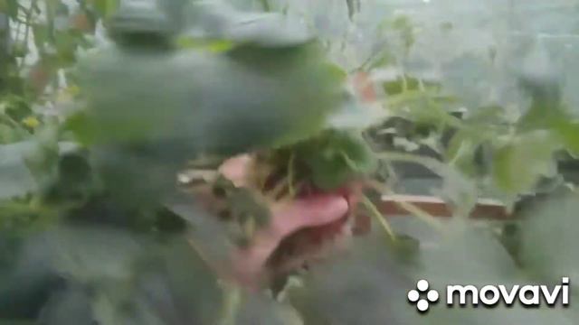 Клубника методом гидропоники.Выбирайте правильный сорт смотреть онлайн