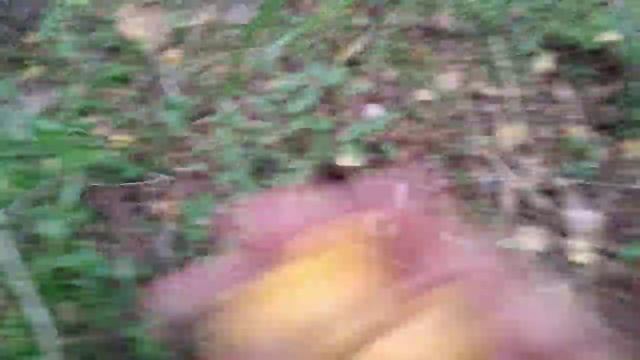 Грибные места, грибные рассуждения, немного осени..... смотреть онлайн