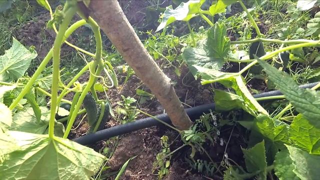 Самый простой капельный полив смотреть онлайн