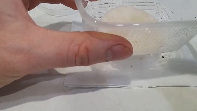 Выращиваем из семян голубую ель. Ель колючая. Этап 1. смотреть онлайн