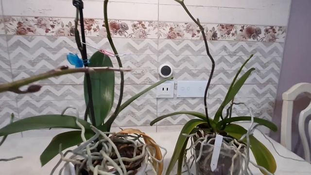 Подтолкнуть орхидею к  более пышному цветению.