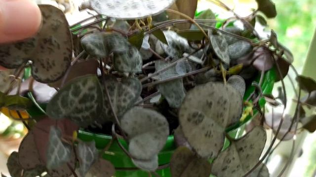 ОБЗОР МОИ КОМНАТНЫЕ ЦВЕТЫ, РАСТЕНИЯ на юго восточном подоконнике август 2021 смотреть онлайн