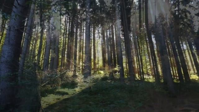 Погрузитесь в спокойную лесную симфонию, успокаивающие звуки природы и пение птиц смотреть онлайн