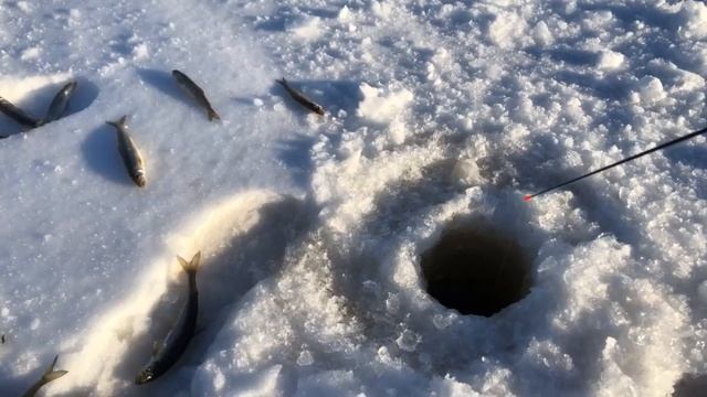 Карелия!Весенний Клев Корюшки/Тест Сахалинских Блесен №2! смотреть онлайн