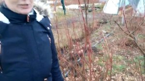 сорт голубики БЛУРЕЙ ( Blueray )