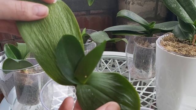 Самые ДЕШЁВЫЕ средства ВЫВЕДУТ ЛЮБУЮ ОРХИДЕЮ из Реанимационного СОСТОЯНИЯ смотреть онлайн