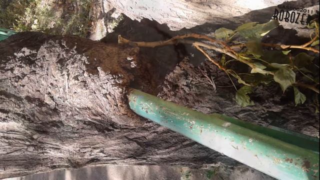 ДЕРЕВО ЗАХВАТЫВАЕТ МЕТАЛЛ 2017