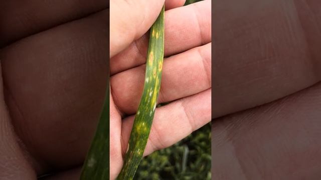 Болезни на озимой пшенице смотреть онлайн