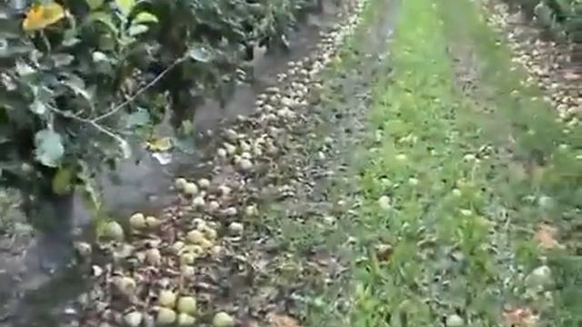 Комбайн для уборки падалицы смотреть онлайн