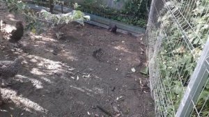 Купили вьетнамских поросят