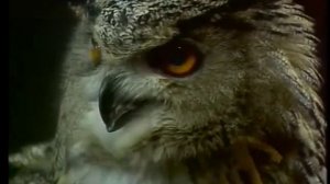 Что Где Когда заставка 1990-е, наоборот/Reverse, What Where When Screensaver 1990s