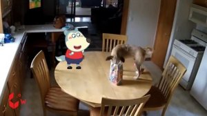 Spongebob Rides a Crazy Dog _ Funny Cats and Dogs Videos