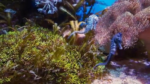 Aquarium 4K VIDEO (ULTRA HD) 🐠 Beautiful Relaxing Coral Reef Fish - Relaxing Sleep Meditation Music смотреть онлайн