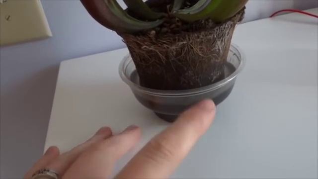 Зимовка Хищных Растений смотреть онлайн