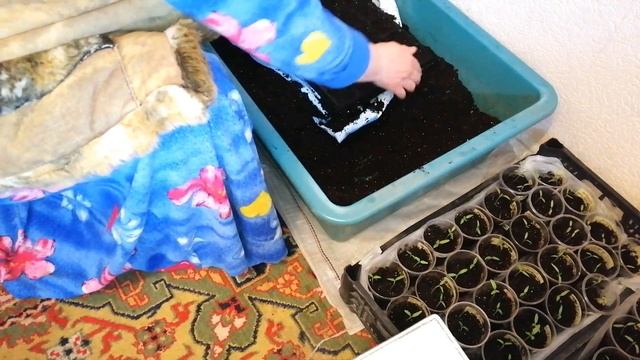 КАК НАПОЛНЯТЬ КАССЕТЫ ДЛЯ РАССАДЫ ПОЧВОЙ смотреть онлайн