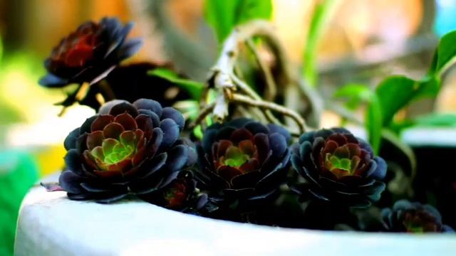 Музыка для чистого и глубокого сна.Классика с сочетанием пение птиц и красивого лесного шума.шедевр