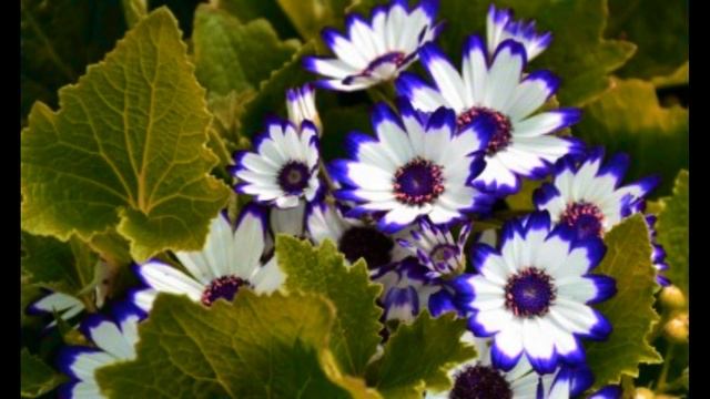 Тишина склонилась над землей смотреть онлайн