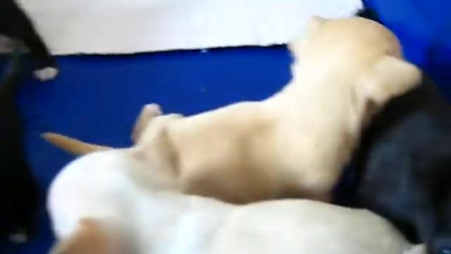 MVI 3708 чихуахуа Беларусь ,Минск. смотреть онлайн