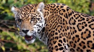 ПУМА ПРОТИВ ЯГУАРА КТО ПОБЕДИТ?