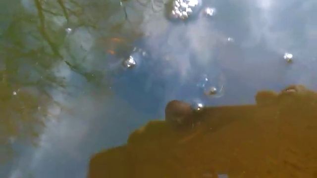 Красноухая черепаха в пруду зимовала смотреть онлайн