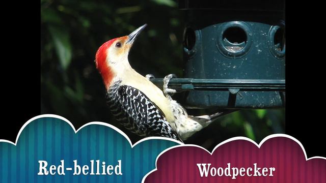 Fascinating Birds - Common Birds - Part 1