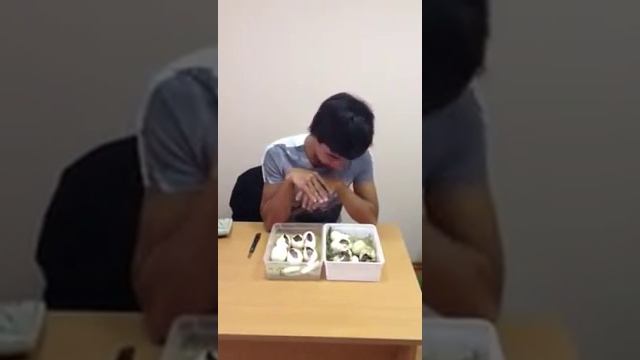 Разведение сетчатых питонов смотреть онлайн