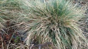 Овсянница, декоративный злак. Обработка после зимы.