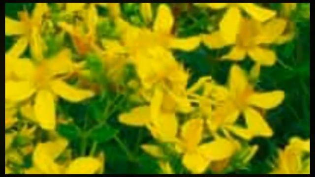 Для здоровья печени смотреть онлайн