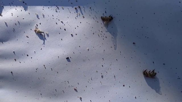 Контроль осыпи клеща после обработки концентратом масла полыни. смотреть онлайн