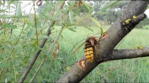 Осы и шершень