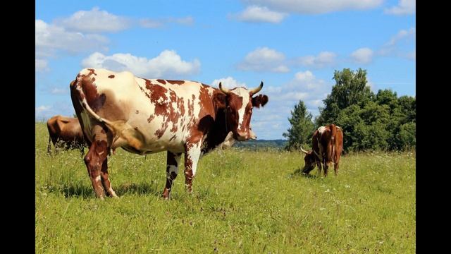 Айрширская порода коров. Характеристика породы. смотреть онлайн