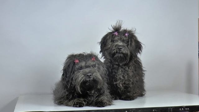 Кудрявые малыши русской цветной болонки смотреть онлайн